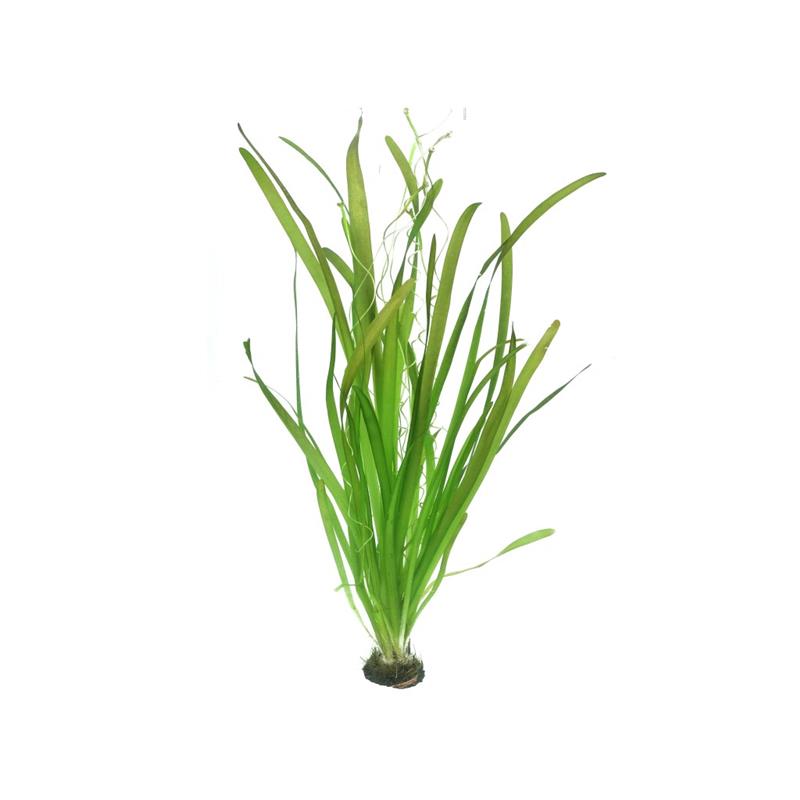 Dennerle Vallisneria Australis Gigantea - imagine 5